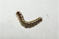 Lasiocampa quercus