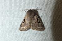 Orthosia gothica