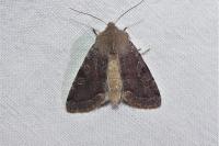 Orthosia incerta