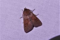 Orthosia miniosa