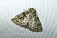 Polyploca ridens
