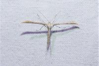 Emmelina argoteles/monodactyla