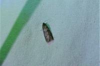 Tortricodes alternella