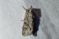Xylocampa areola