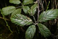 Stigmella aurella