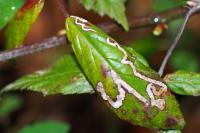 Stigmella aurella