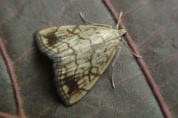 Evergestis pallidata