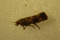 Acrolepia autumnitella