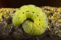 Noctua pronuba