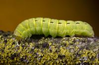 Noctua pronuba