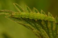 Hypena proboscidalis