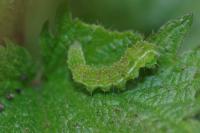 Hypena proboscidalis