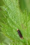 Coleophora