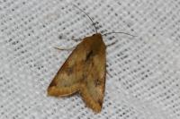 Heliothis maritima