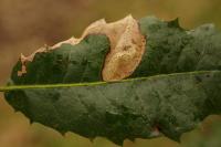 Stigmella suberivora