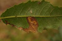 Stigmella suberivora
