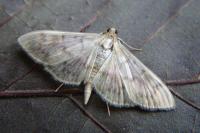 Patania ruralis