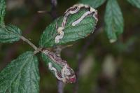 Stigmella aurella