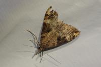 Hypena obsitalis