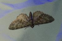 Eupithecia cocciferata