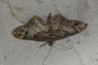 Gymnoscelis rufifasciata
