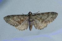 Eupithecia cocciferata