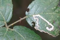 Stigmella aurella
