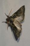 Polyploca ridens