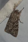 Xylocampa areola