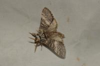 Drymonia ruficornis