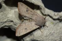 Orthosia gracilis
