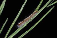 Lasiocampa quercus