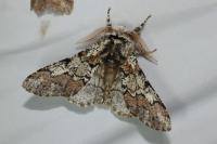 Biston strataria