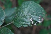 Stigmella aurella