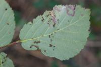 Stigmella aurella