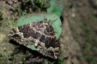 Lampropteryx suffumata