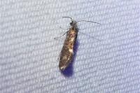 Dyseriocrania subpurpurella