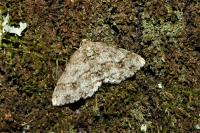 Ectropis crepuscularia
