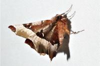 Selenia tetralunaria