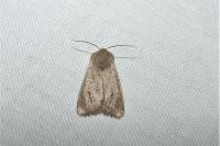 Orthosia cruda