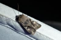Orthosia gothica