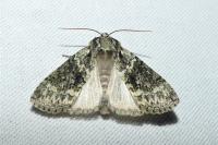 Polyploca ridens