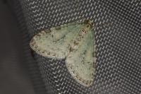 Trichopteryx carpinata