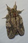 Peridea anceps
