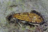 Dyseriocrania subpurpurella