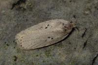 Agonopterix yeatiana