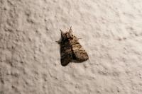 Drymonia ruficornis