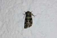 Polyploca ridens