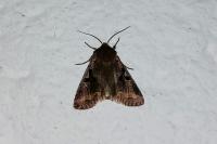 Orthosia gothica
