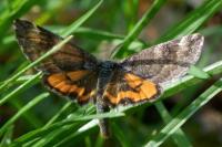 Boudinotiana notha
